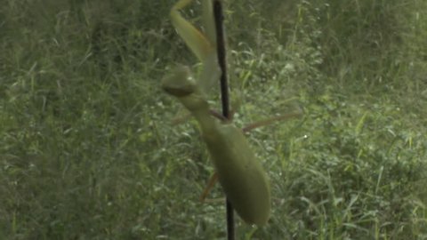 praying mantis on the end of a stick
