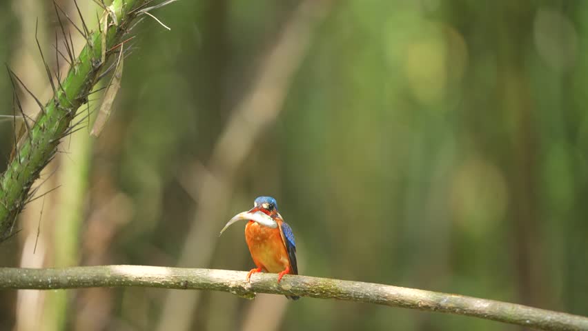 the process of the Blue eared kingfisher eating fresh fish that is relatively larger than its mouth