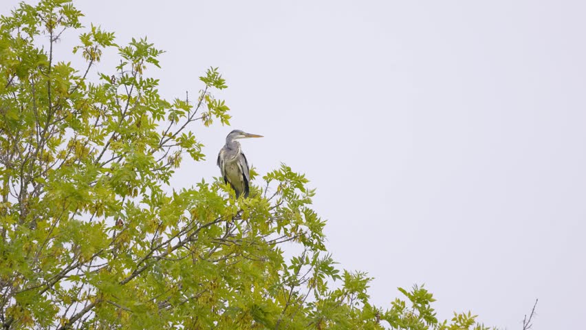 A grey heron standing on a branch in a lush, green wetland.