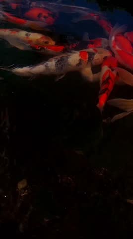 vertical close view a group of colorful koi fish swimming in a dark water pond 