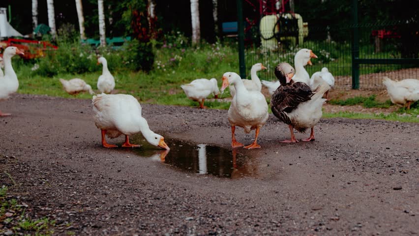 Geese, ducks and swans on the farm