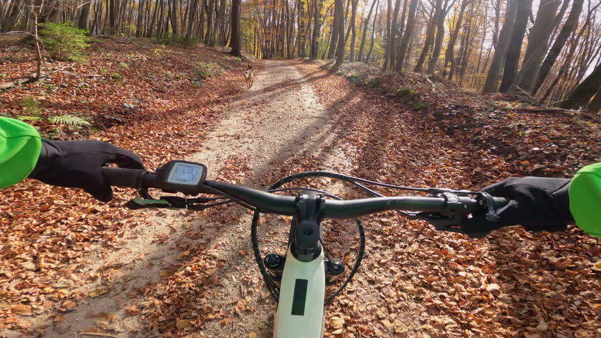 POV, LENS FLARE: Cute dog runs in front of you riding a mountain bike in the fall woods. Cool first person shot of riding an ebike as a puppy leads the way around the idyllic autumn colored forest.