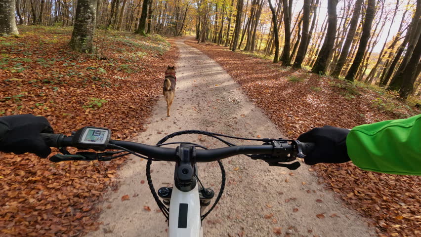 POV, LENS FLARE: Cute dog runs in front of you riding a mountain bike in the fall woods. Cool first person shot of riding an ebike as a puppy leads the way around the idyllic autumn colored forest.