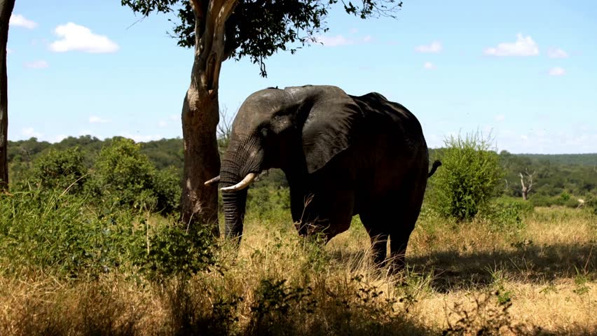 African savanna elephant (Loxodonta africana) standing Feeding On Grasses 4k HD