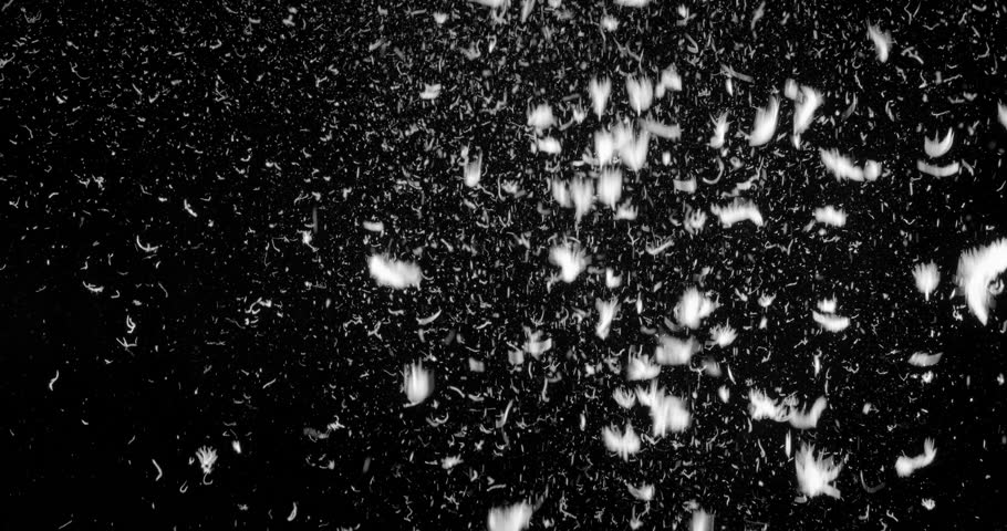 Feathers falling down slowly on a black background. Realistic fine dust particles and small feathers.