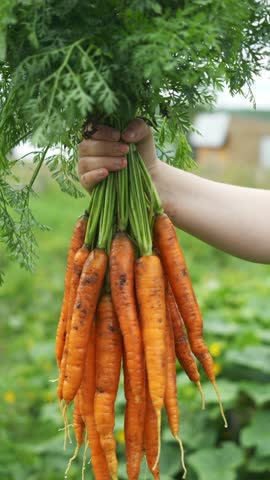Freshly and Carefully Harvested Carrots Vertical Video. a colorful bunch of freshly harvested carrots close up. Local Farm Produce, vegetable box delivery
