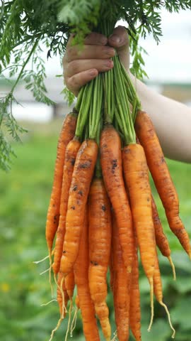 Freshly and Carefully Harvested Carrots Vertical Video. a colorful bunch of freshly harvested carrots close up. Local Farm Produce, vegetable box delivery