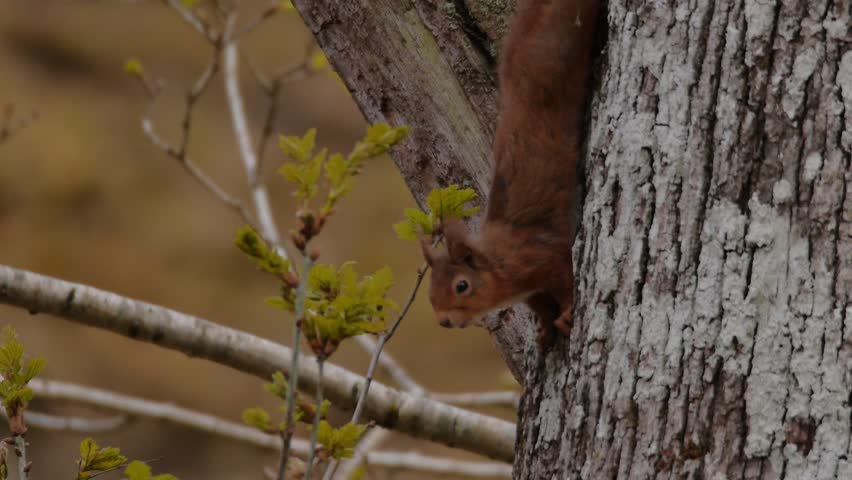 Red squirrel climbs down tree out of frame in scottish woodland, static mid shot