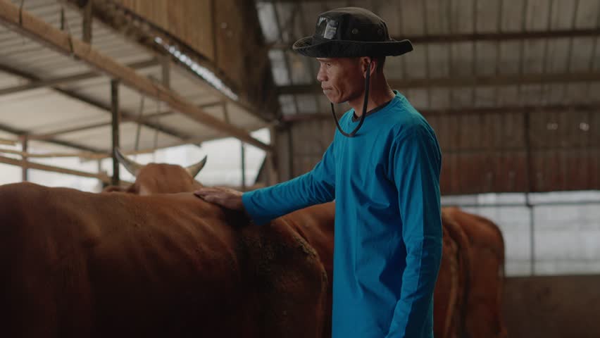 Asian Man Farmer Showing His Healthy Cow And Smiling in Organic Cow Farm