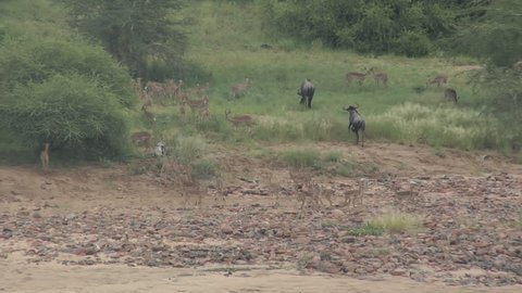 wildebeest and klipspringers in a dry river bed