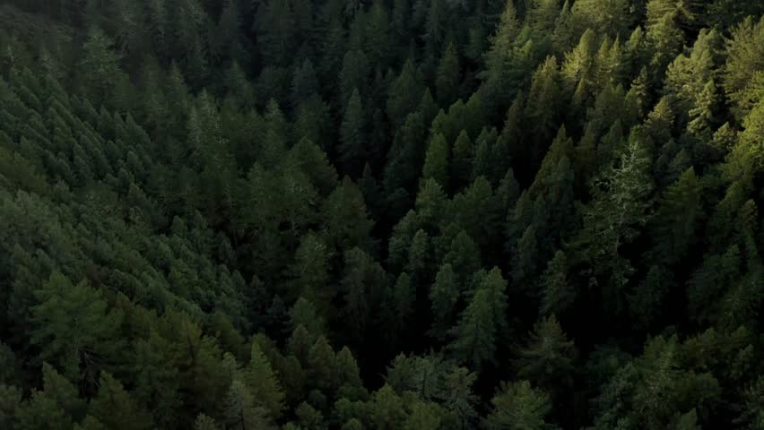 Aerial drone view of trees coniferous forest Elegant pines background northern forest wild hill 4K