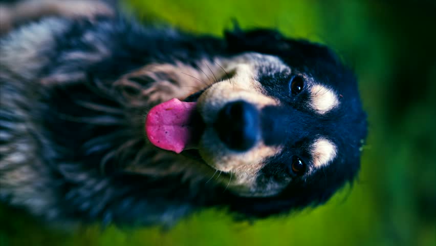 Close-up of a happy dog with its tongue out, enjoying a moment outdoors. beauty of animals. 8k
