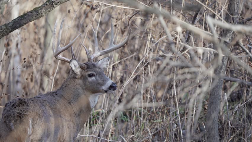 A huge whitetail buck turns its head, revealing its large antlers.