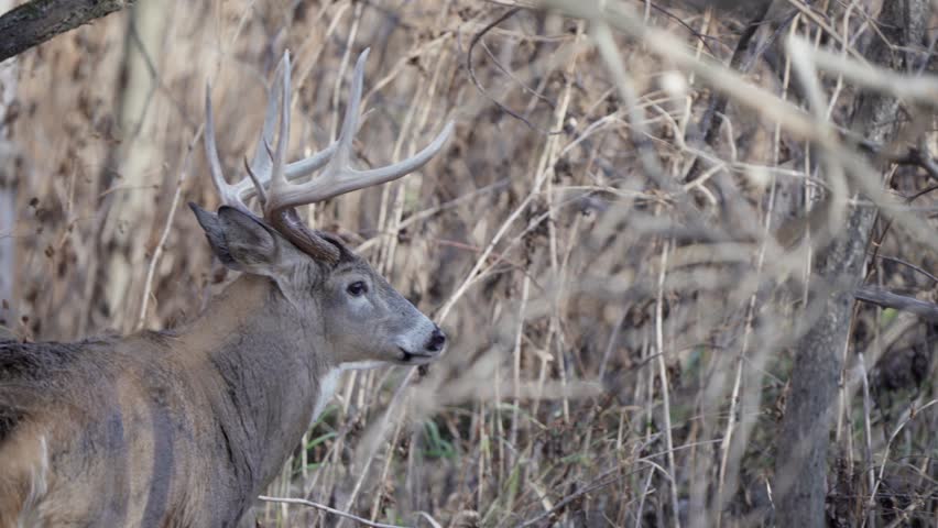 An impressive whitetail buck with large antlers standing in the forest.