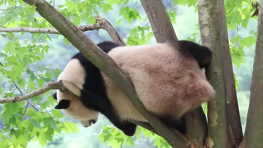 playful little panda on the top of the tree, Wolong Panda Base, China