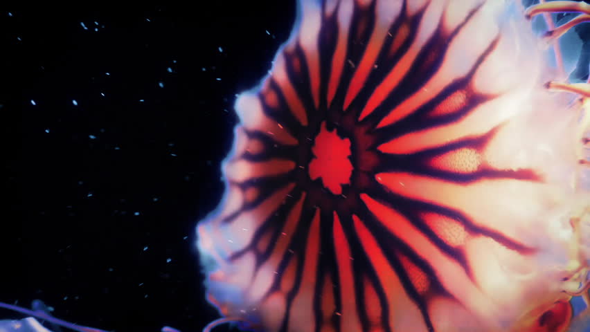 Jellyfish Swims Past In Deep Sea