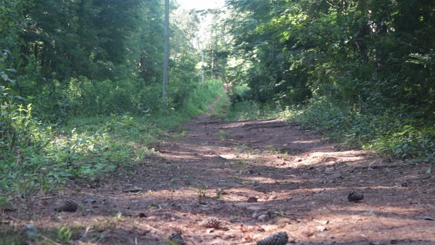 A stable gimbal shot walking through the scenic trail at Lake Herrick in Athens, Georgia, surrounded by tall trees and lush greenery, capturing the peaceful and immersive experience of a nature walk.