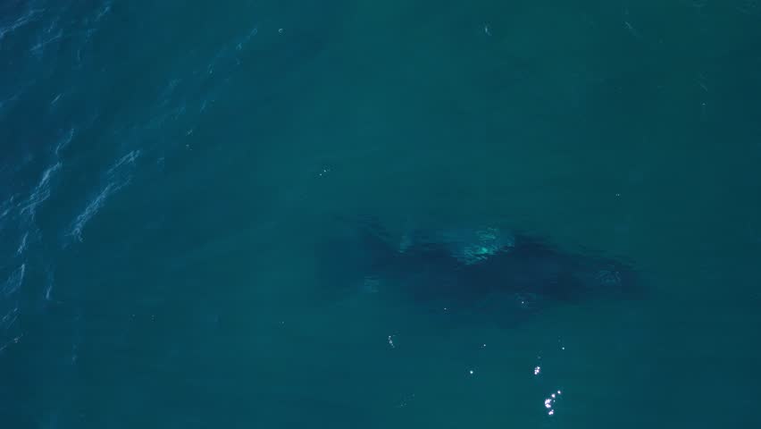 A Humpback Whale swims beside its newborn calf while they travel through the blue ocean water. Drone view