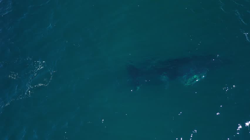 A newborn baby whale breaches out of the water above its mother while gliding through the clear blue ocean. Drone view
