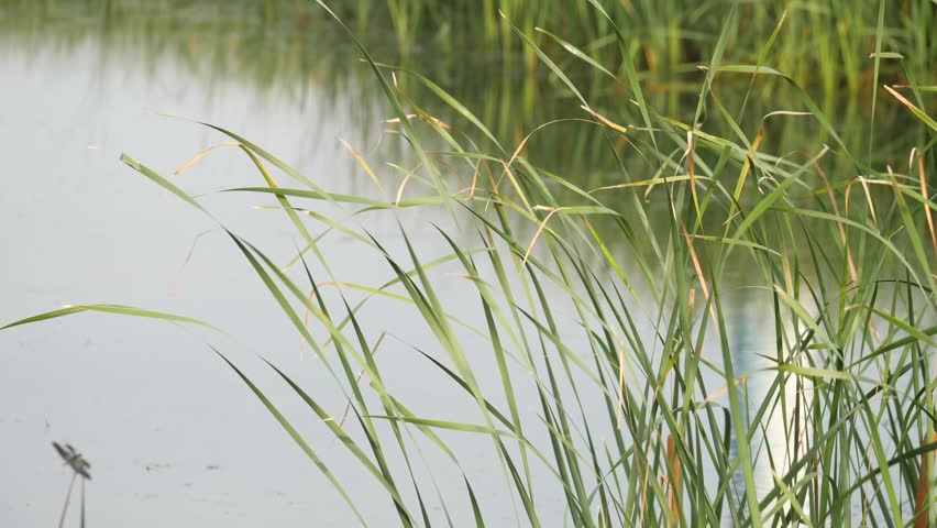 peaceful riverside in Incheon, South Korea