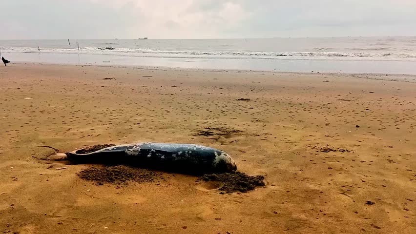 a rare fish of the dolphin type, similar to a freshwater dolphin, died stranded on the beach of Tanjung Jumlai, Penajam, Indonesia