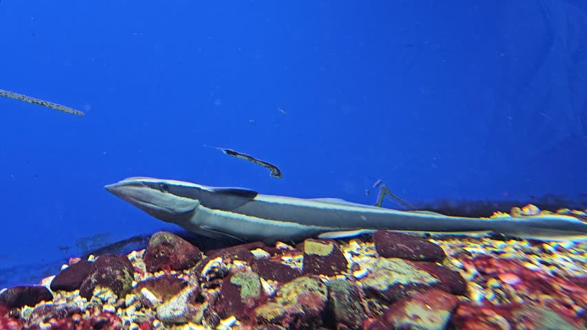 Cobia fish and Bluestreak cleaner wrasse fish swimming at bottom of aquarium, Nha Trang city, Vietnam.