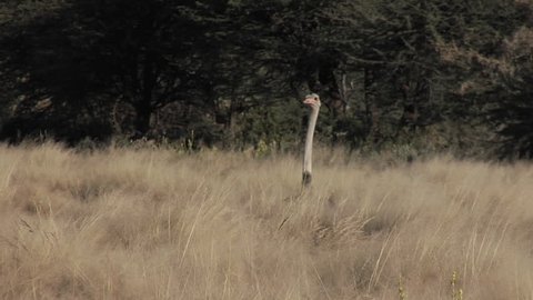 Ostrich getting up and walking away