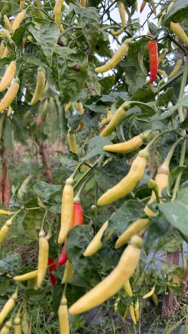 Video about the devil's chili plant being hit by the breeze in the afternoon in the garden