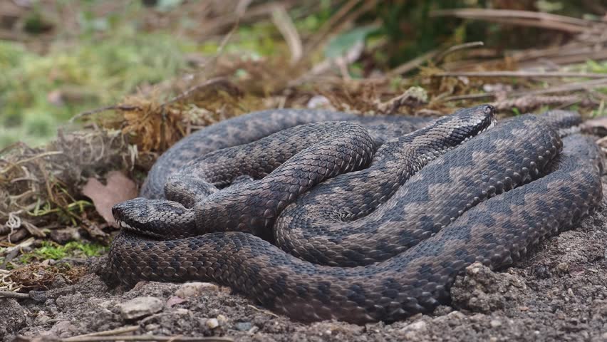 A group of Common European adder or common European viper (Vipera berus)