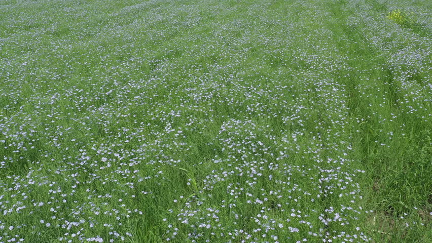 A flowering flax field. Flax cultivation in agricultural fields