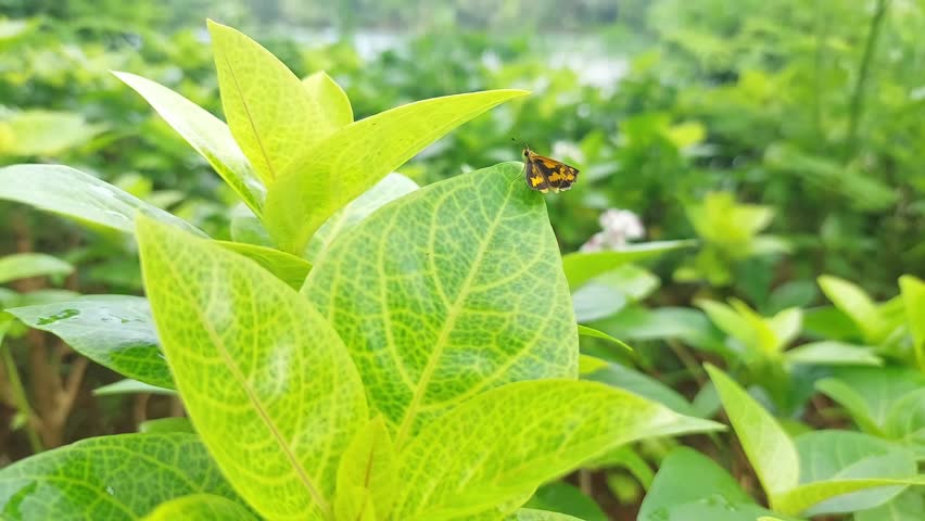 Croitana is a genus of skipper butterflies in the family Hesperiidae