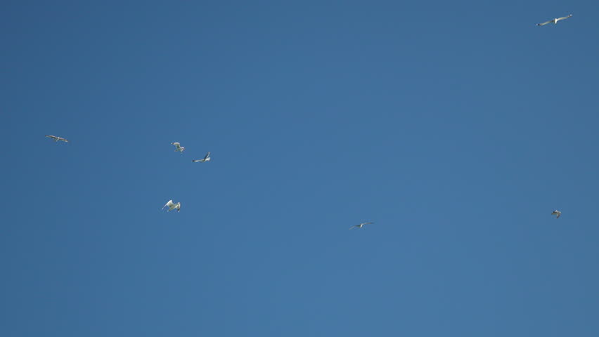 A flock of seagulls fly in warm sunset sky over the ocean. Silhouettes of seagulls flying in slow motion with the sea in the background at sunset. Evening. Nobody. Freedom concept.