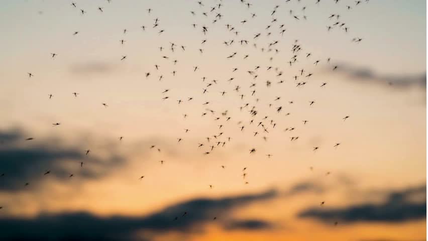 World Mosquito Day bite on human hand 