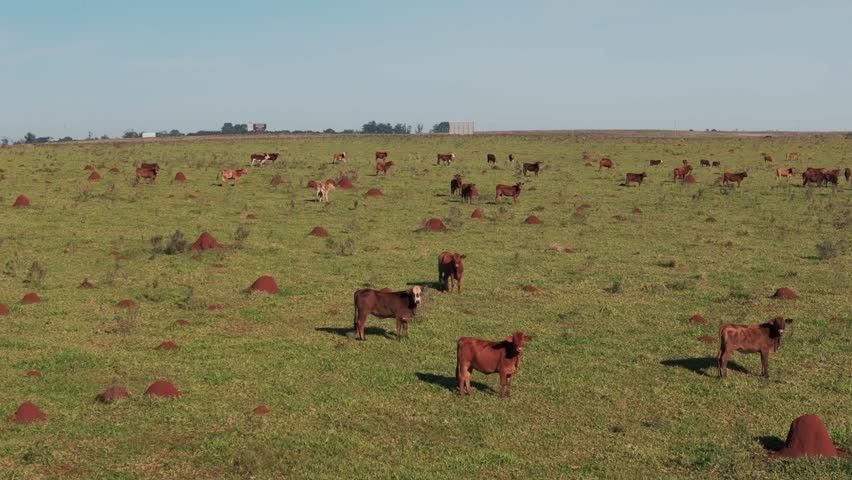 Brown cows standing on a wide grassland, grazing or looking to the drone, aerial shot in slow motion, copy space