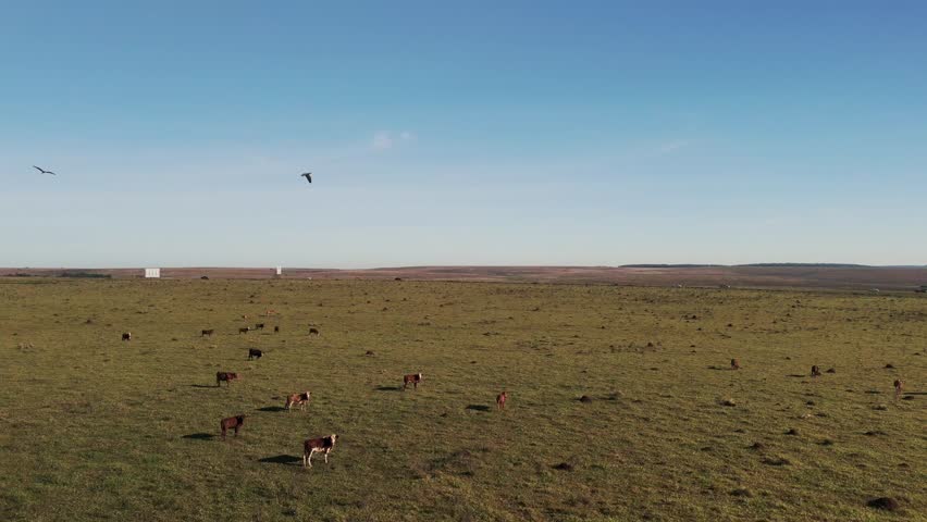 Truck shot of big grassland with cows, a street with traffic in the horizon, a bird is flying above, copy space on a sunny day