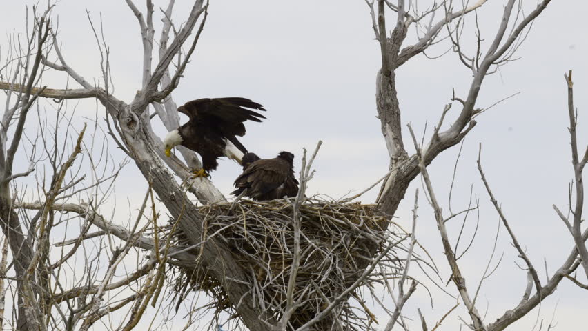 Bald eagle (Haliaeetus leucocephalus) with two chicks on nest jumping on branch