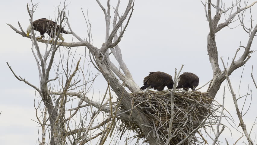 Bald eagle (Haliaeetus leucocephalus) with two chicks on nest, cleaning beak on branch