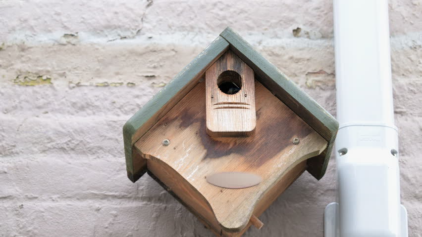 Eurasian blue tit (Cyanistes caeruleus) arriving with food at a nest box.
