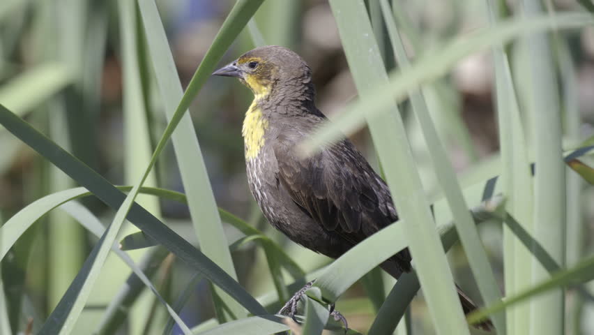 Yellow-headed blackbird (Xanthocephalus xanthocephalus) juvenile preening between reeds
