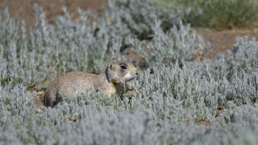 White-tailed prairie dog (Cynomys leucurus) adult eating sage busches on the prairie