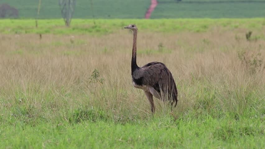 A beautiful Greater Rhea (Rhea americana) in the brazilian Cerrado