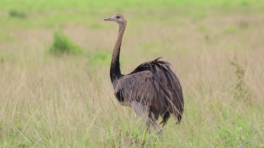 A beautiful Greater Rhea (Rhea americana) in the brazilian Cerrado