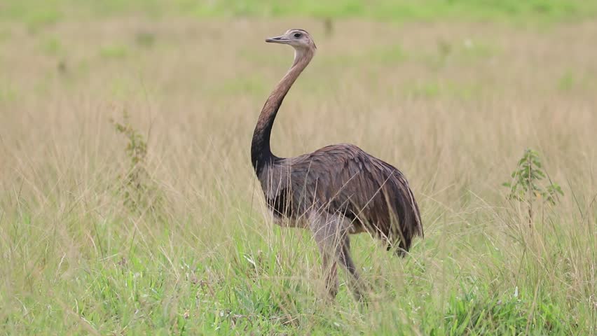 A beautiful Greater Rhea (Rhea americana) in the brazilian Cerrado