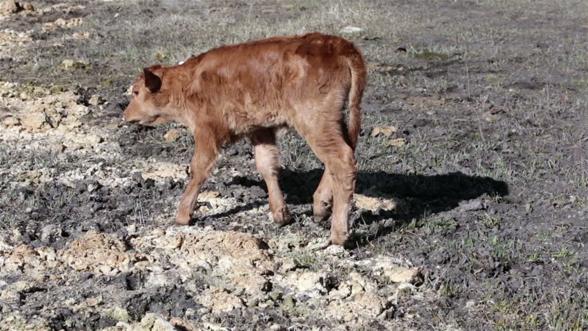Day old cow calf walking in farm ranch field.