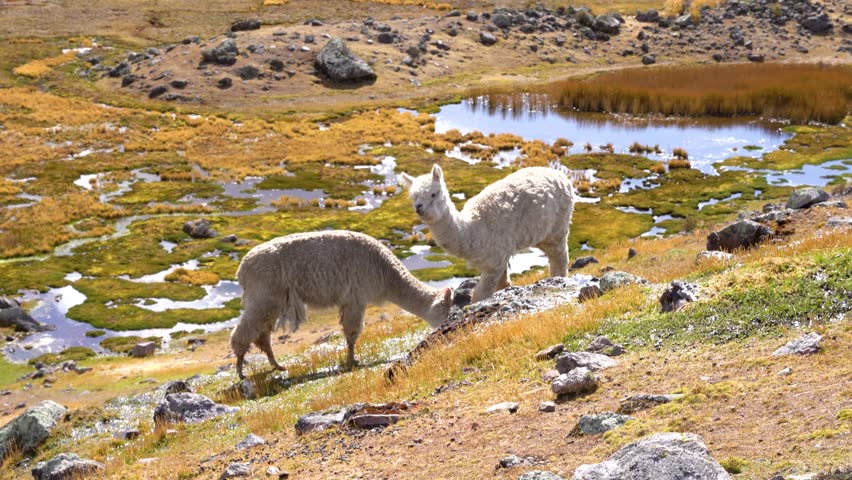 Alpaca walking free in the field in Cusco, Peru