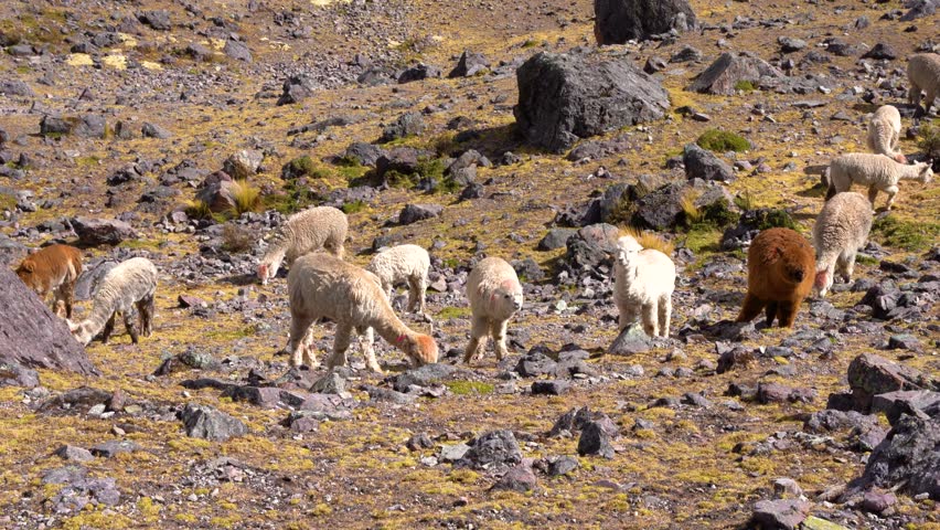 Group of alpacas and llamas eating free in the field in Cusco Peru