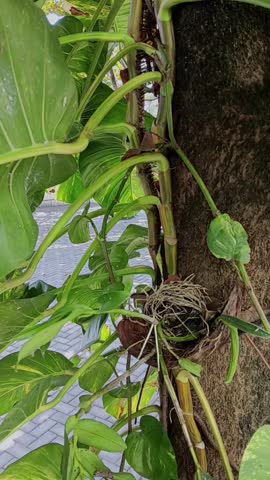 observing orchid trees planted using coconut fiber as a planting medium and placed on tree trunks as a place to live and to decorate the plants.