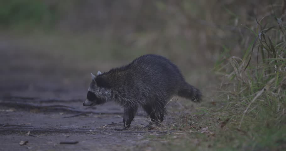 Raccoons walking along trail looking in grass for food