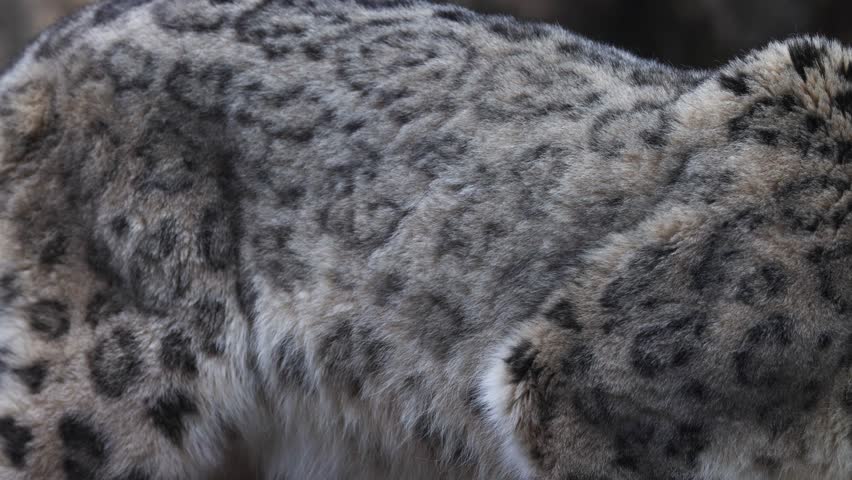 Upclose macro shot of snow leopard fur. Details of snow leopard.