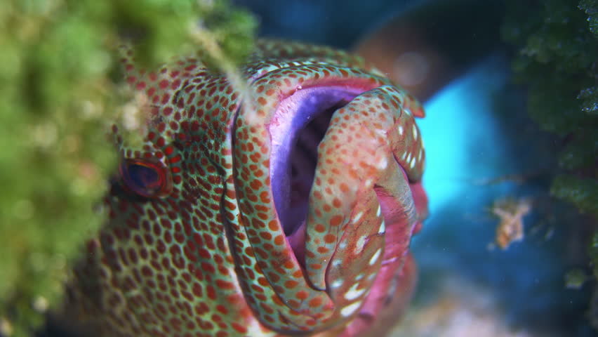 An amazing close-up shot of a red and white spotted Graysby grouper holding on to the reef and breathing.